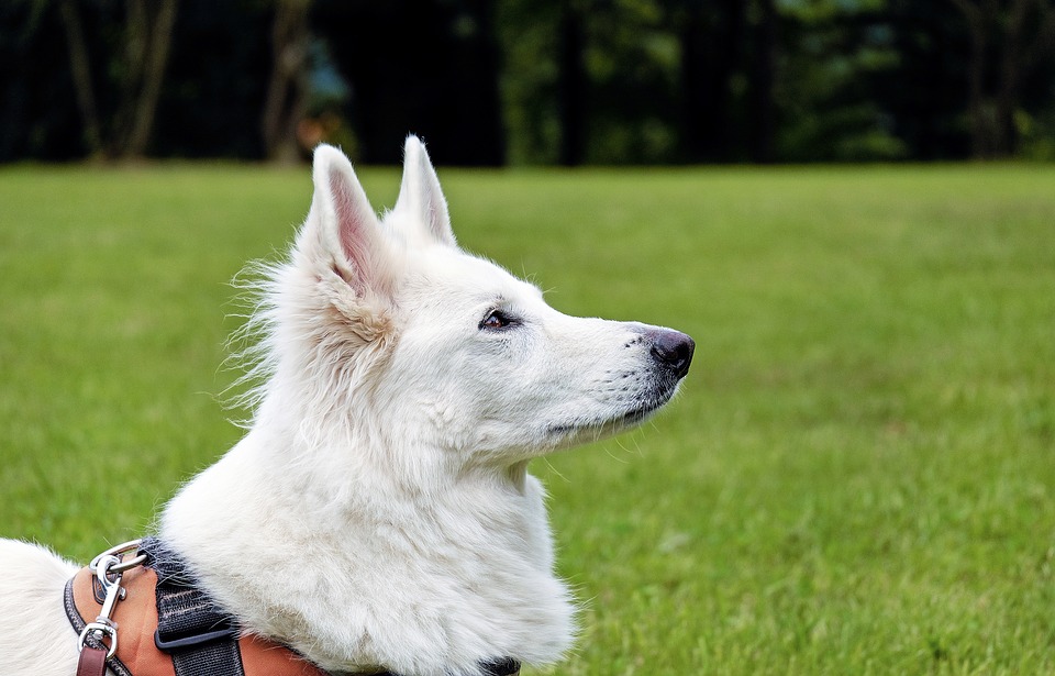 Chip day: giornata dell'applicazione gratuita del microchip e iscrizione anagrafe canina obbligatoria